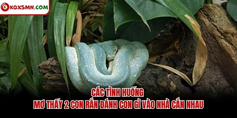 Các tình huống mơ thấy 2 con rắn đánh con gì vào nhà cắn nhau