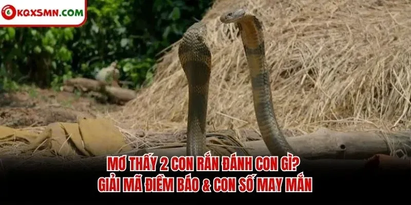 Mơ thấy 2 con rắn đánh con gì? Giải mã điềm báo & con số may mắn