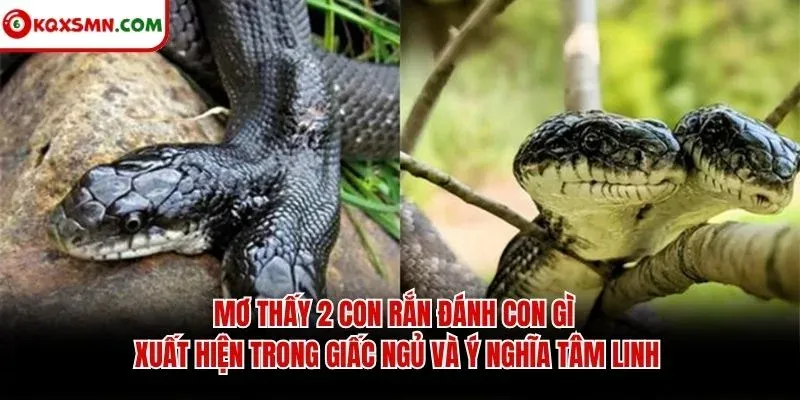 Mơ thấy 2 con rắn đánh con gì xuất hiện trong giấc ngủ và ý nghĩa tâm linh