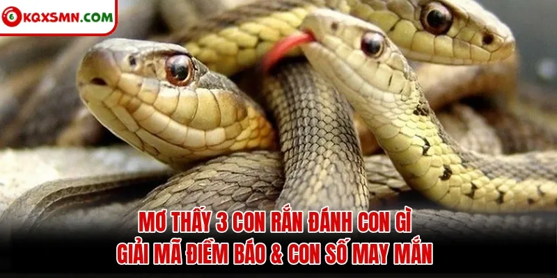 Mơ thấy 3 con rắn đánh con gì? Giải mã điềm báo & con số may mắn