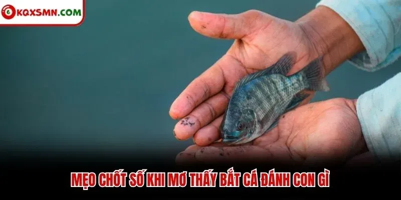 Mẹo chốt số khi mơ thấy bắt cá đánh con gì