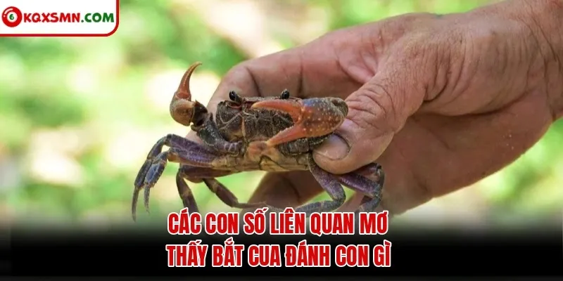 Các con số liên quan mơ thấy bắt cua đánh con gì