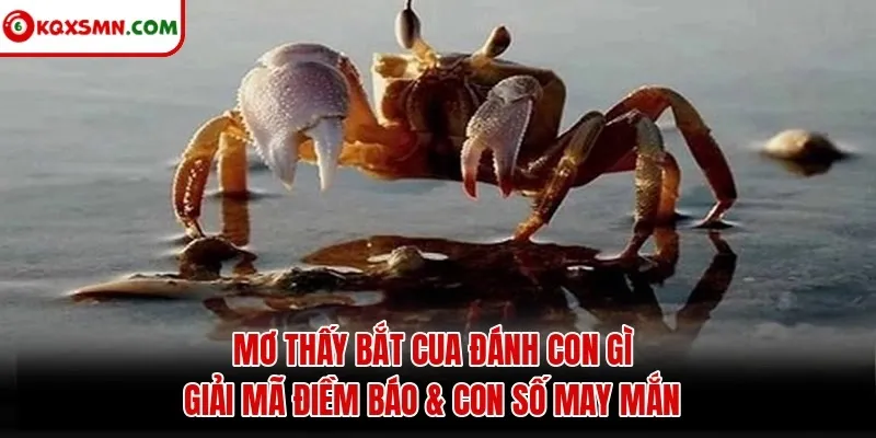 Mơ thấy Bắt cua đánh con gì? Giải mã điềm báo & con số may mắn