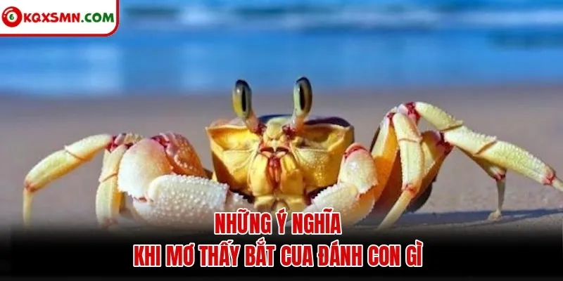 Những ý nghĩa khi mơ thấy bắt cua đánh con gì