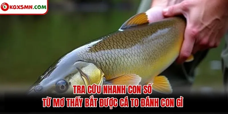 Tra cứu nhanh con số từ mơ thấy bắt được cá to đánh con gì