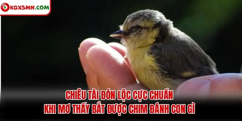 Chiêu tài đón lộc cực chuẩn khi mơ thấy bắt được chim đánh con gì