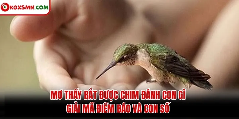 Mơ thấy Bắt được chim đánh con gì? Giải mã điềm báo và con số