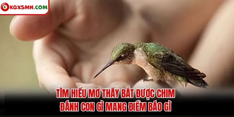 Tìm hiểu mơ thấy bắt được chim đánh con gì mang điềm báo gì
