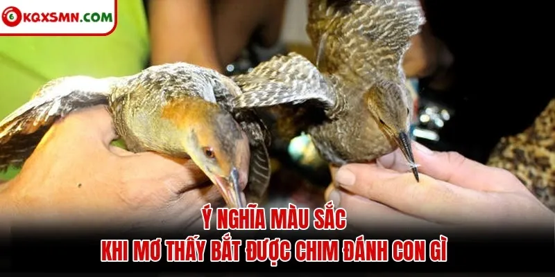 Ý nghĩa màu sắc khi mơ thấy bắt được chim đánh con gì