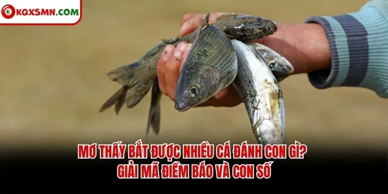 Mơ thấy Bắt được nhiều cá đánh con gì? Giải mã điềm báo và con số