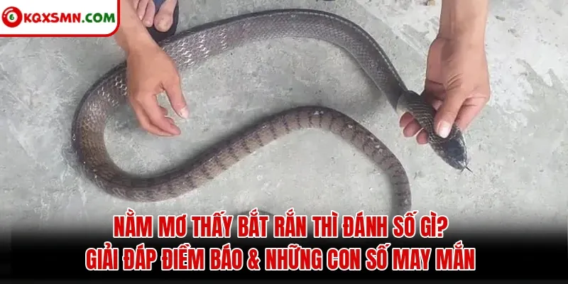 Mơ thấy Bắt rắn đánh con gì? Giải mã điềm báo & con số may mắn