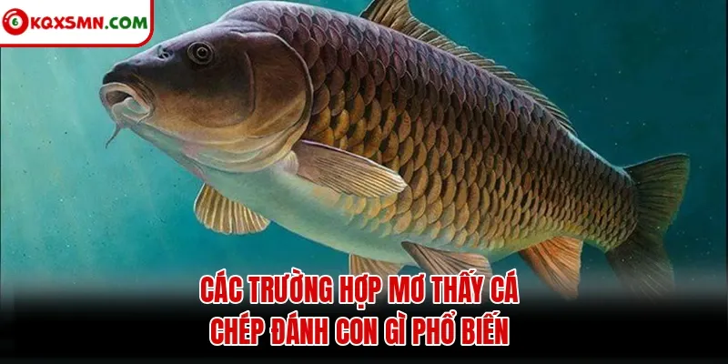 Các trường hợp mơ thấy cá chép đánh con gì phổ biến