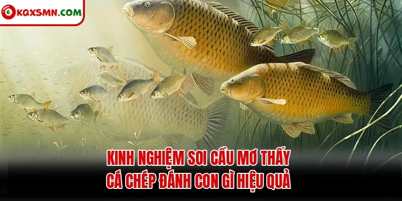 Kinh nghiệm soi cầu mơ thấy cá chép đánh con gì hiệu quả
