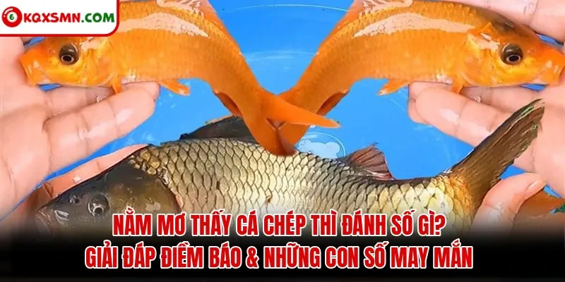 Mơ thấy Cá chép đánh con gì? Giải mã điềm báo & con số may mắn