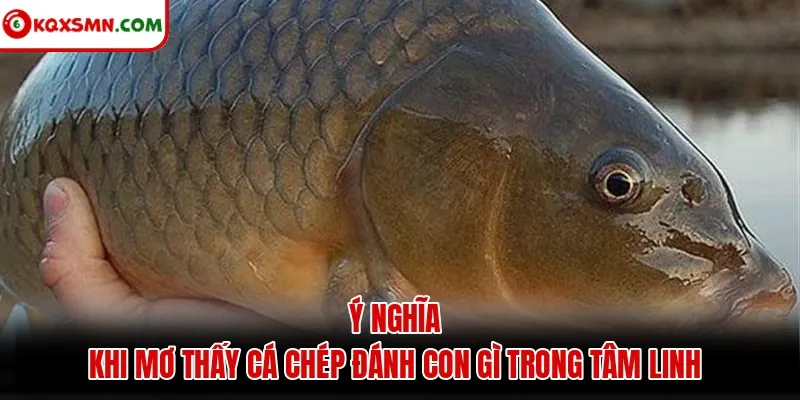 Ý nghĩa khi mơ thấy cá chép đánh con gì trong tâm linh