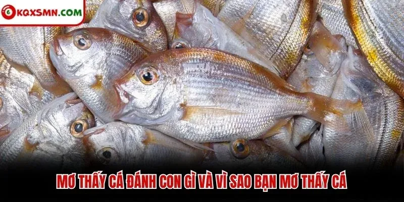 Mơ thấy cá đánh con gì và vì sao bạn mơ thấy cá