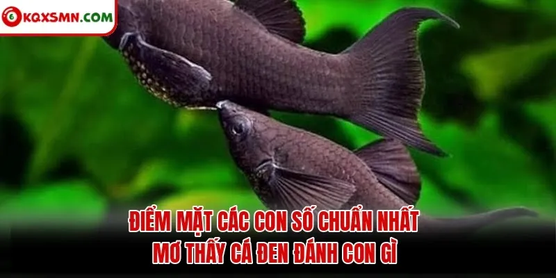 Điểm mặt các con số chuẩn nhất mơ thấy cá đen đánh con gì