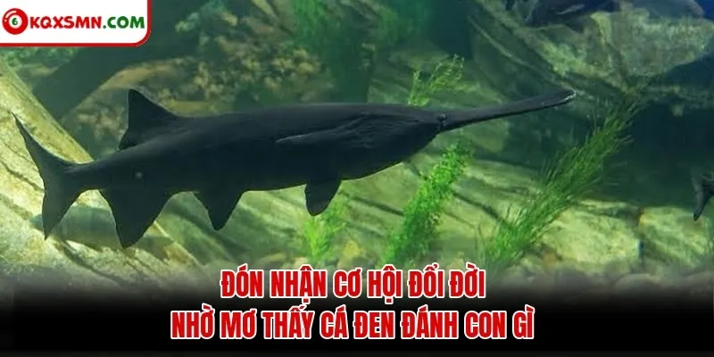 Đón nhận cơ hội đổi đời nhờ mơ thấy cá đen đánh con gì