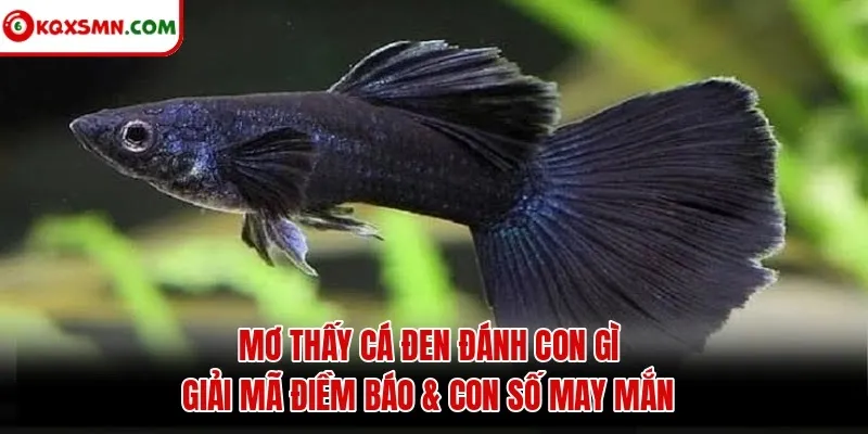 Mơ thấy Cá đen đánh con gì? Giải mã điềm báo & con số may mắn