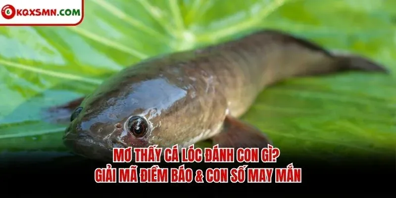 Mơ thấy Cá lóc đánh con gì? Giải mã điềm báo & con số may mắn