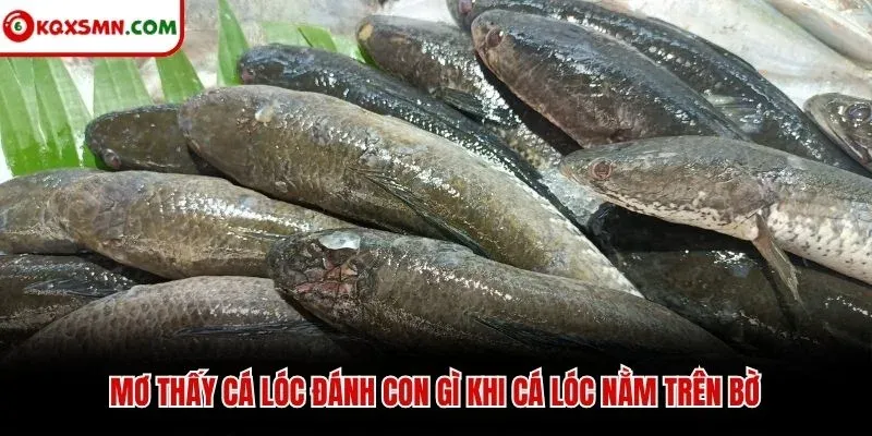 Mơ thấy cá lóc đánh con gì khi cá lóc nằm trên bờ