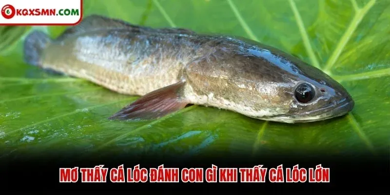 Mơ thấy cá lóc đánh con gì khi thấy cá lóc lớn