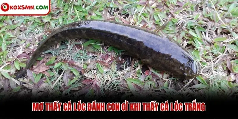 Mơ thấy cá lóc đánh con gì khi thấy cá lóc trắng