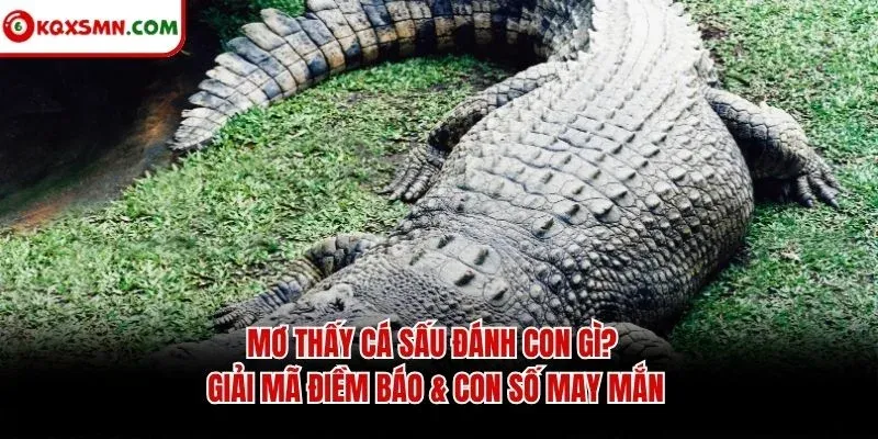 Mơ thấy Cá sấu đánh con gì? Giải mã điềm báo & con số may mắn