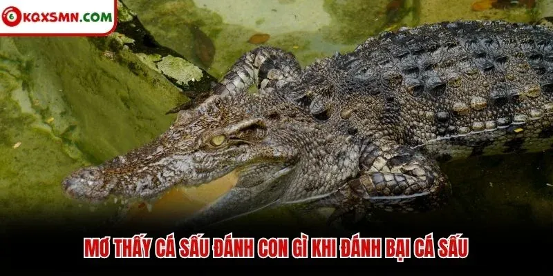 Mơ thấy cá sấu đánh con gì khi đánh bại cá sấu