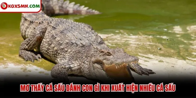 Mơ thấy cá sấu đánh con gì khi xuất hiện nhiều cá sấu