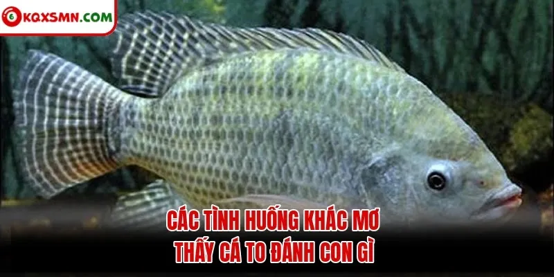 Các tình huống khác mơ thấy cá to đánh con gì