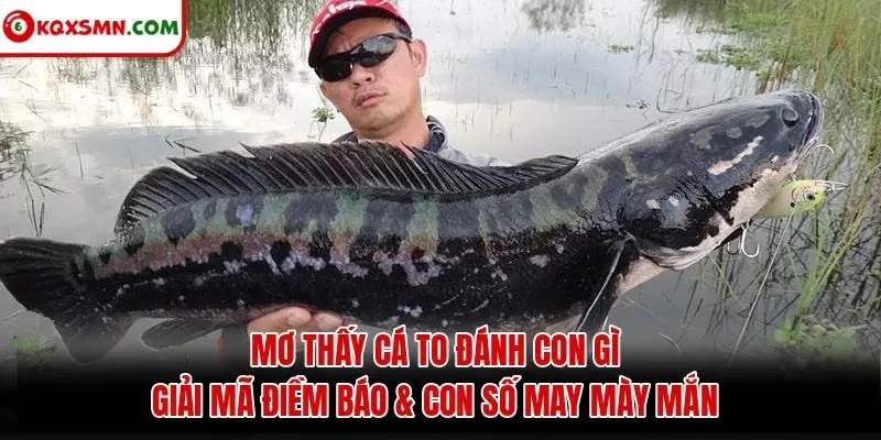 Mơ thấy Cá to đánh con gì? Giải mã điềm báo & con số may mắn