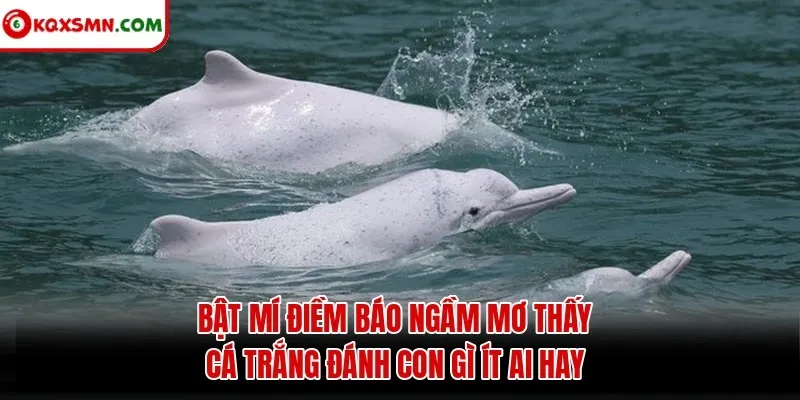 Bật mí điềm báo ngầm mơ thấy cá trắng đánh con gì ít ai hay