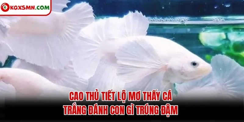 Cao thủ tiết lộ mơ thấy cá trắng đánh con gì trúng đậm