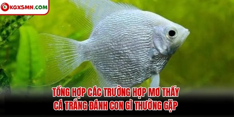 Tổng hợp các trường hợp mơ thấy cá trắng đánh con gì thường gặp