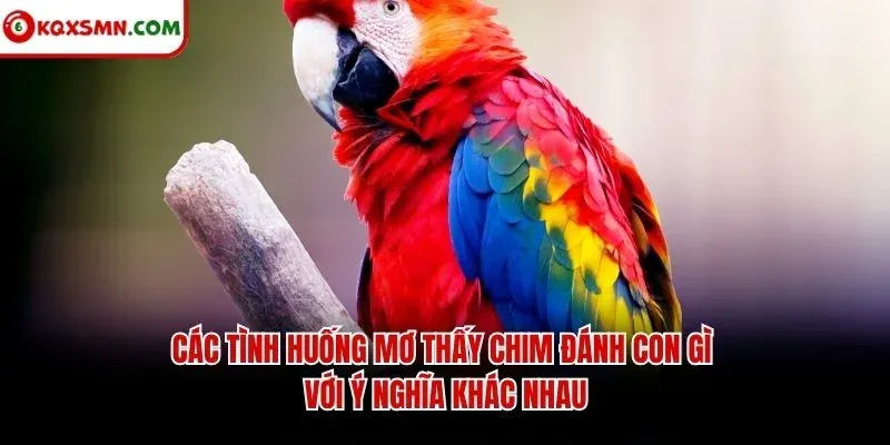 Các tình huống mơ thấy chim đánh con gì với ý nghĩa khác nhau