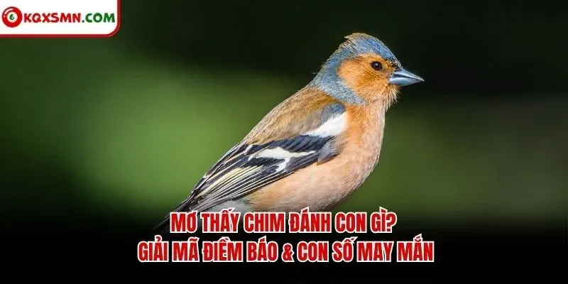 Mơ thấy Chim đánh con gì? Giải mã điềm báo & con số may mắn