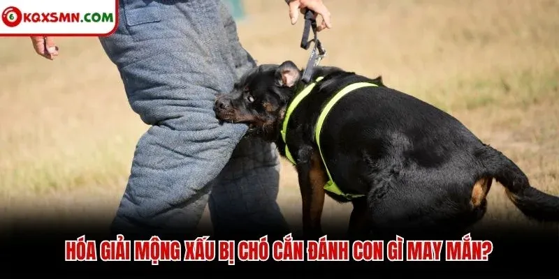 Hóa giải mộng xấu bị chó cắn đánh con gì may mắn?