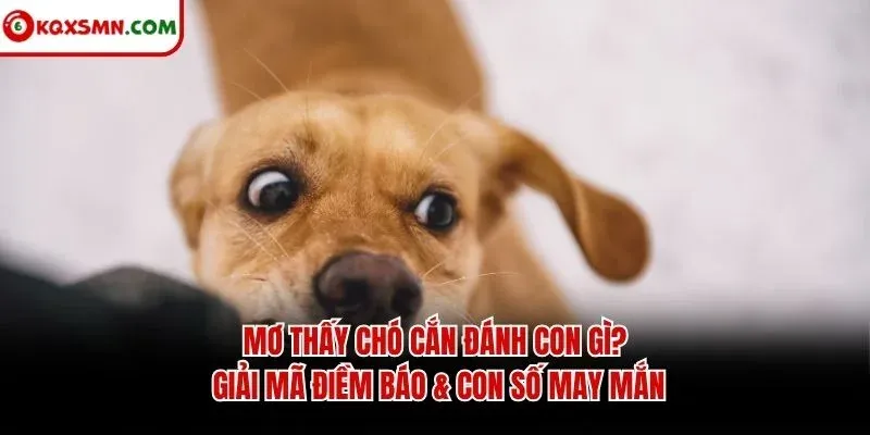 Mơ thấy Chó cắn đánh con gì? Giải mã điềm báo & con số may mắn