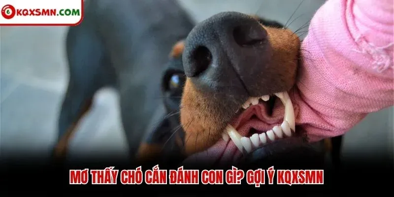 Mơ thấy chó cắn đánh con gì? Gợi ý KQXSMN