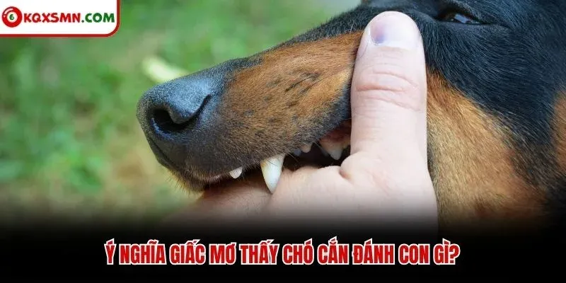 Ý nghĩa giấc mơ thấy chó cắn đánh con gì?