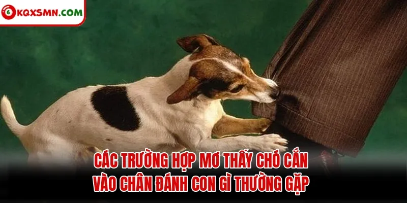 Các trường hợp mơ thấy chó cắn vào chân đánh con gì thường gặp