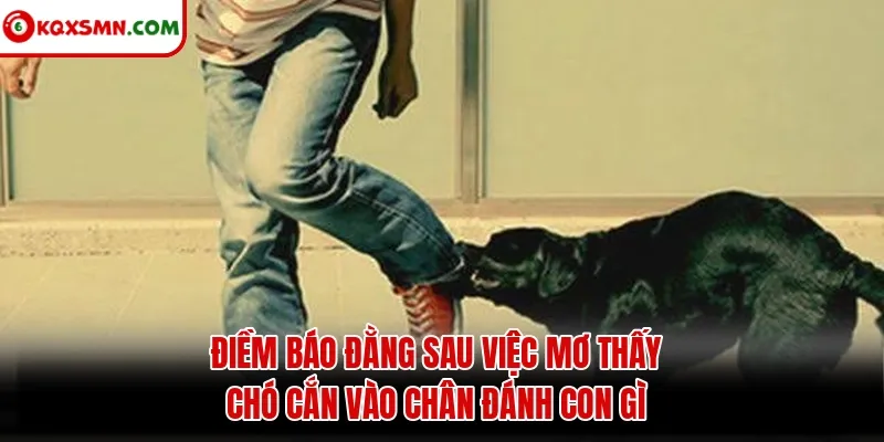 Điềm báo đằng sau việc mơ thấy chó cắn vào chân đánh con gì