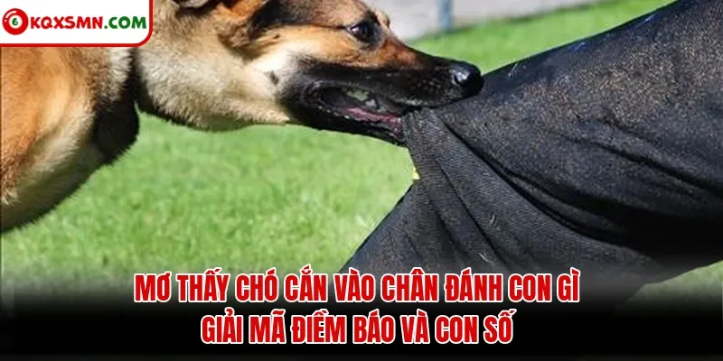 Mơ thấy Chó cắn vào chân đánh con gì? Giải mã điềm báo và con số