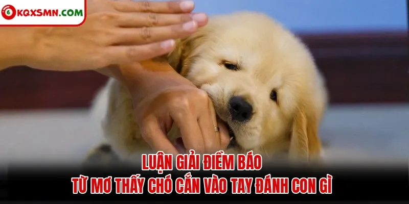 Luận giải điềm báo từ mơ thấy chó cắn vào tay đánh con gì