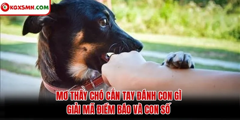 Mơ thấy Chó cắn vào tay đánh con gì? Giải mã điềm báo và con số