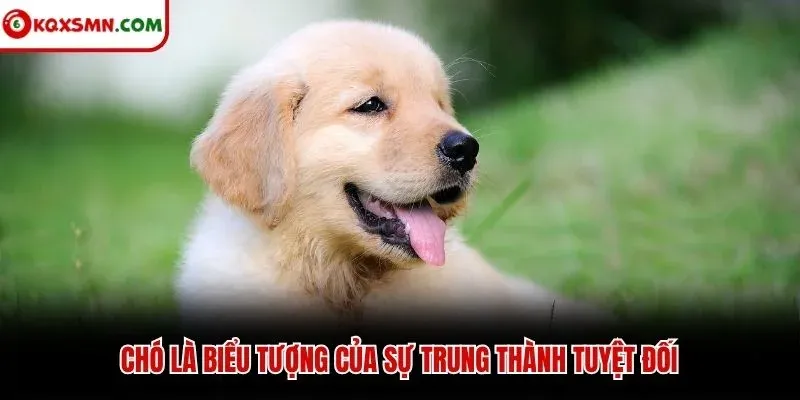 Chó là biểu tượng của sự trung thành tuyệt đối