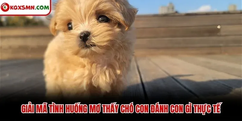 Giải mã tình huống mơ thấy chó con đánh con gì thực tế