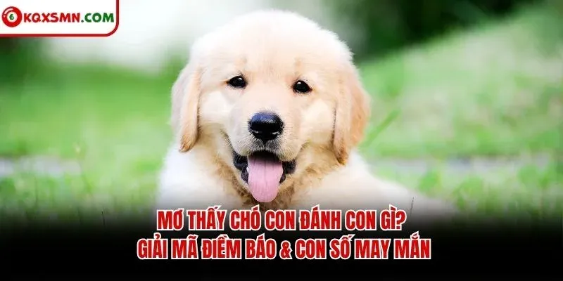 Mơ thấy Chó con đánh con gì? Giải mã điềm báo & con số may mắn