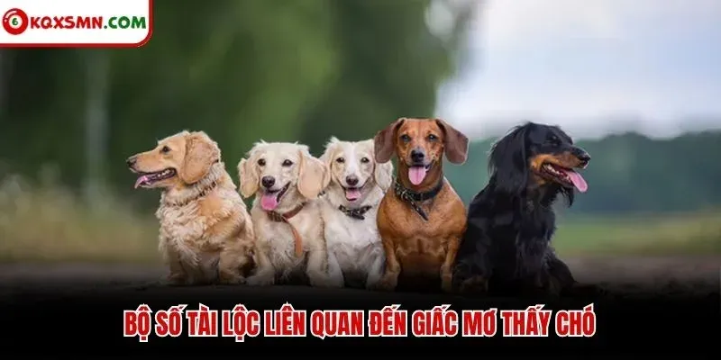Bộ số tài lộc liên quan đến giấc mơ thấy chó